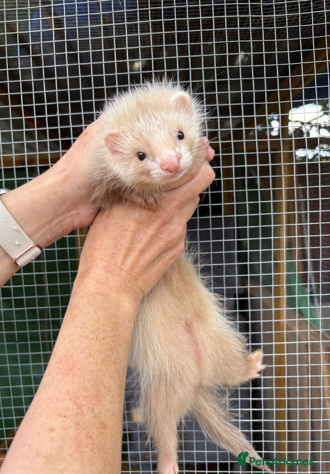 Ferret rodents for sale: Full and semi angora ferrets READY NOW - Image 1