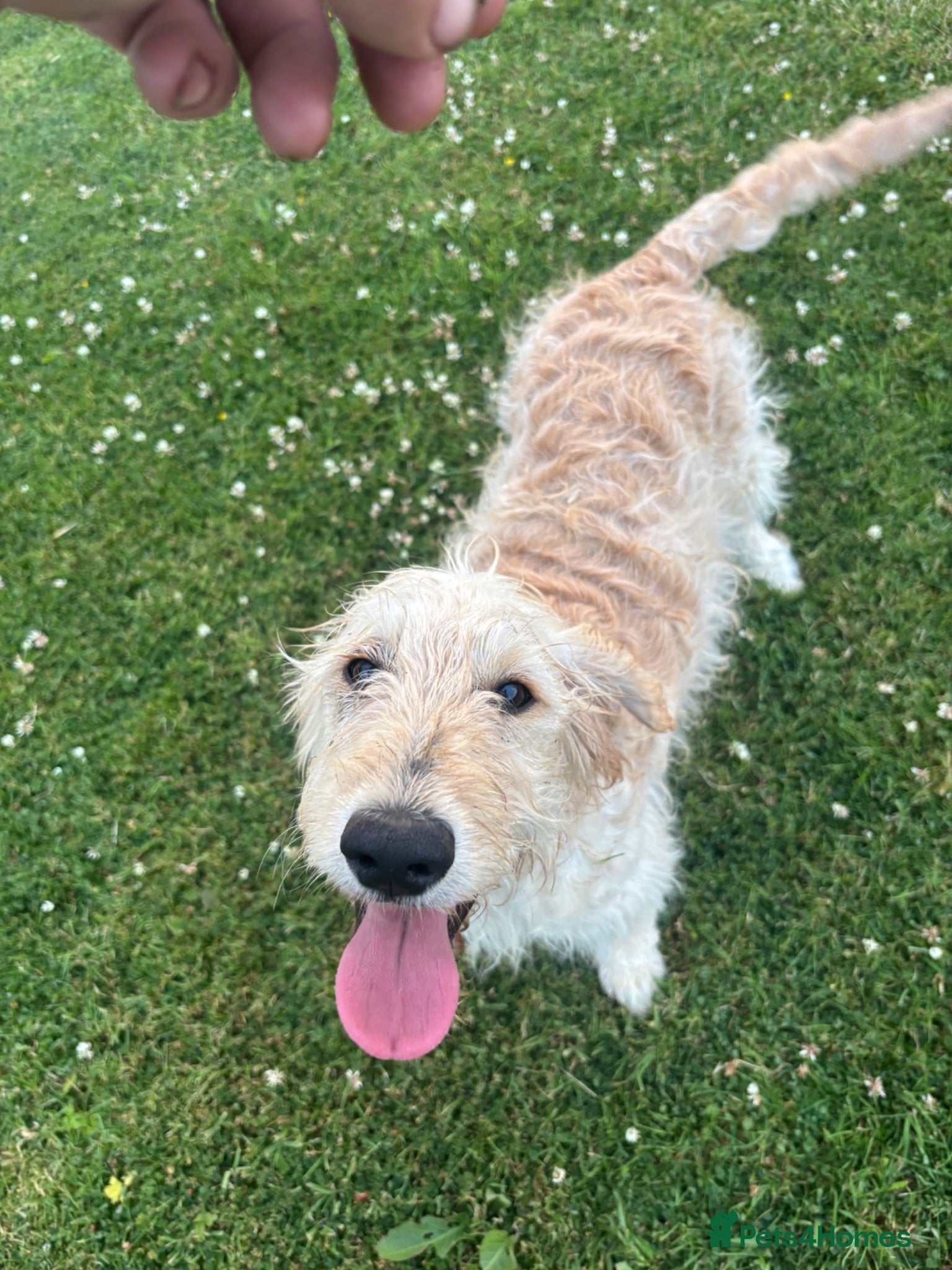 Goldendoodle dogs Stunning Goldendoodle Puppies - Advert 11