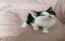 Ragdoll cats for sale:  Black & White Male Kitten ragdoll x Tabby Mix - Advert 4