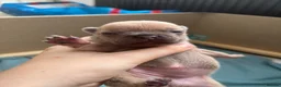 French Bulldog dogs for sale: 5⭐️French bulldog puppies - Advert 16