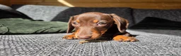 Miniature Dachshund dogs for sale: READY NOW KC GIRL - Advert 3