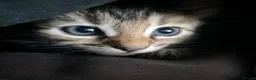 Mixed Breed cats for sale: Girl Bengal & Tabby !!!Pls Read description!!!  - Advert 9