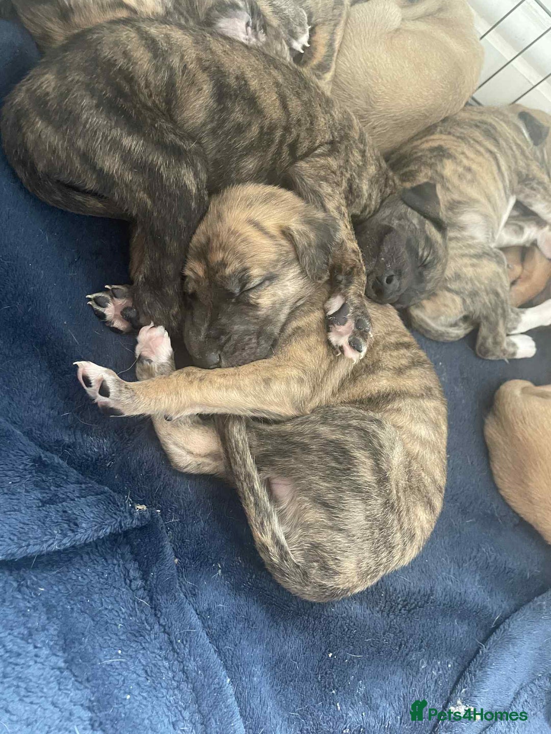 Greyhound dogs for sale: 10 weeks old greyhound boy - Image 8