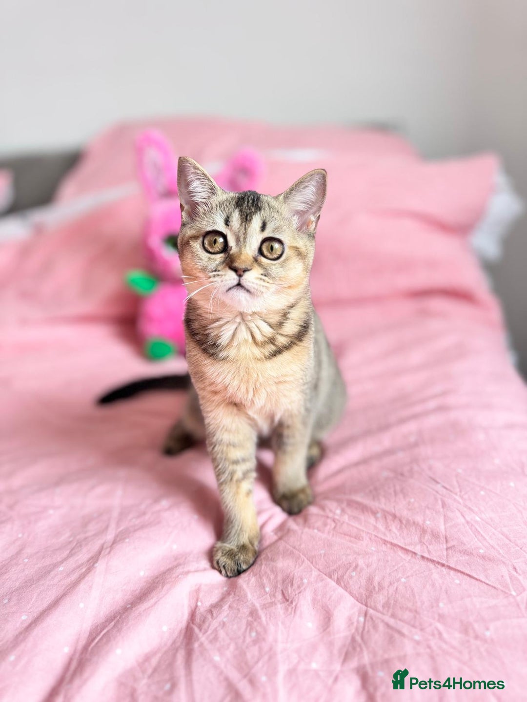 Scottish Fold cats for sale: Pedigree Kitten girl looking for a family  - Image 1