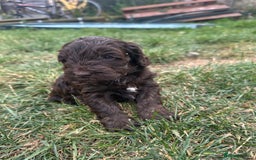 Cockapoo dogs for sale: Stunning cockapoo puppies  - Image 4