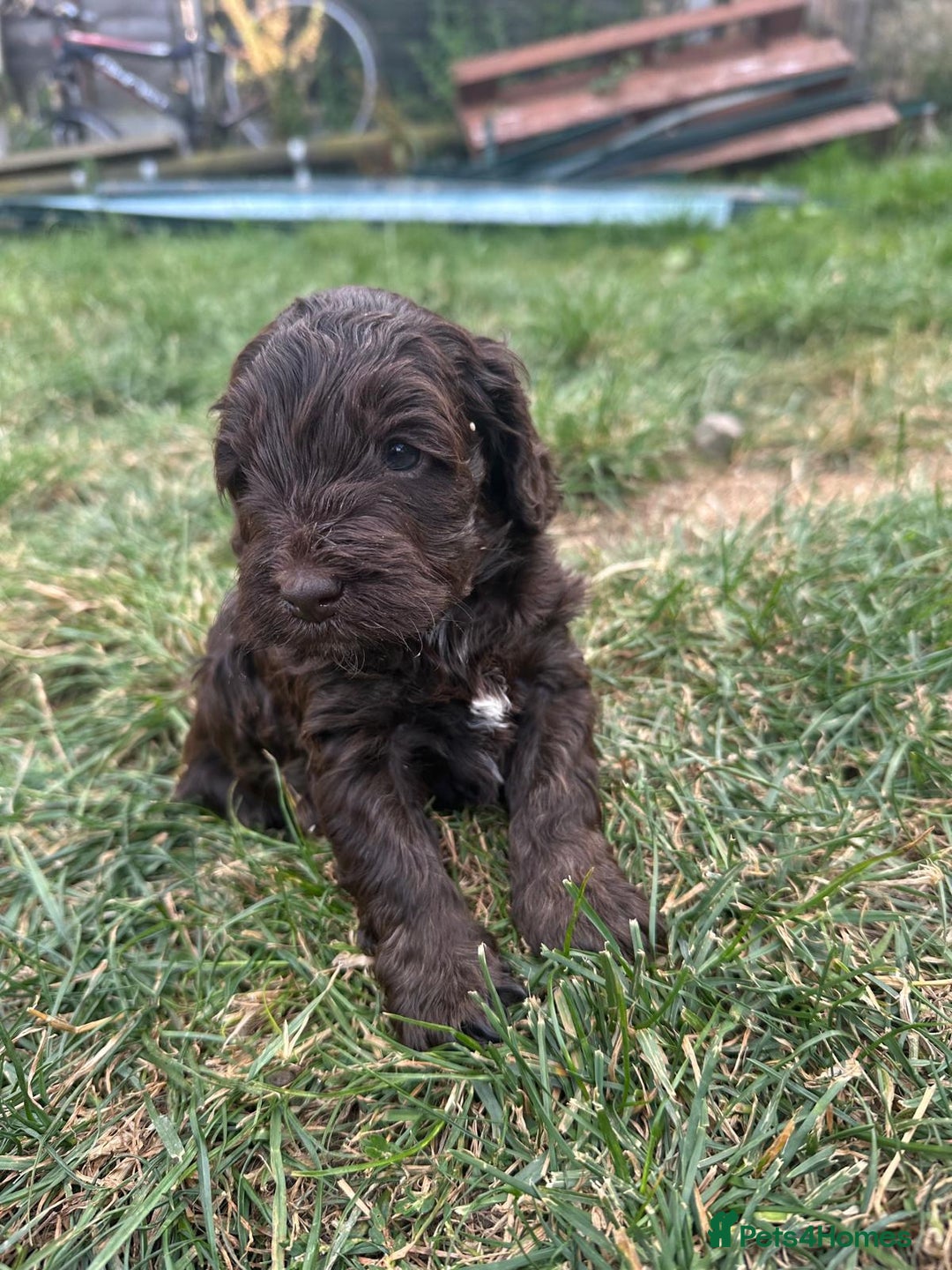 Cockapoo dogs for sale: Stunning cockapoo puppies  - Image 4