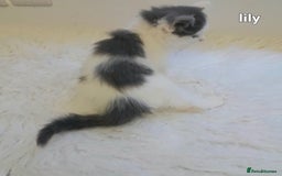 Siamese cats for sale: Bi colour blue and white kittens - Image 32