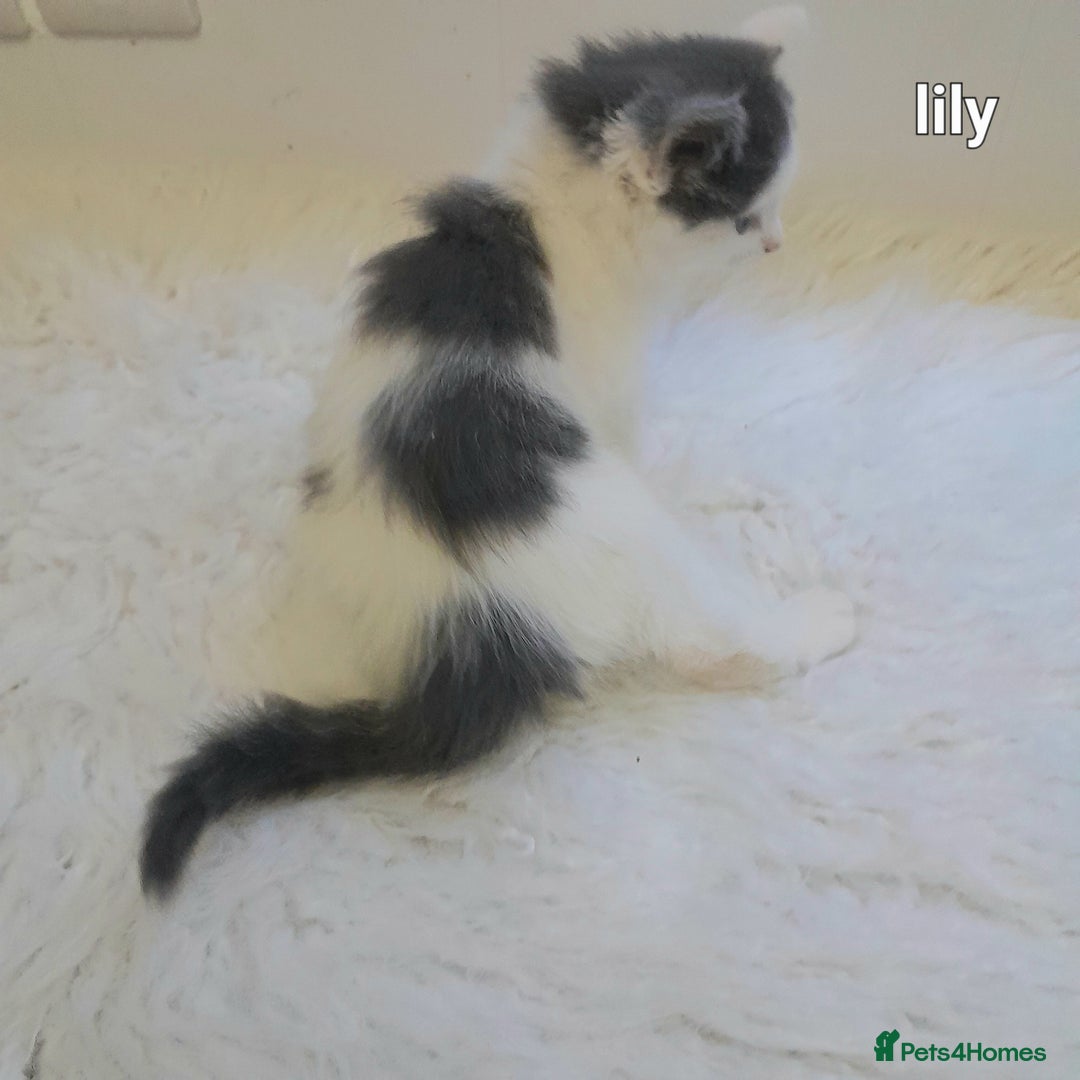 Siamese cats for sale: Bi colour blue and white kittens - Image 32