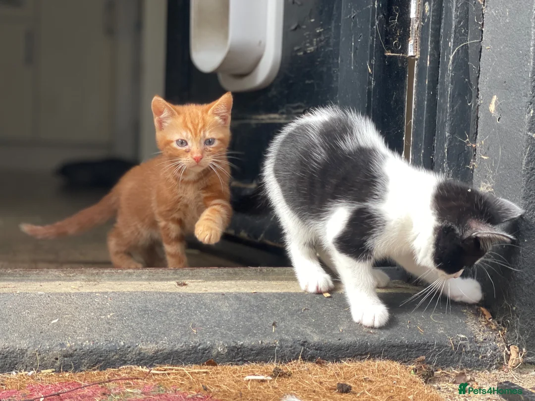Domestic Shorthair cats for sale: Black and white kittens - Advert 12