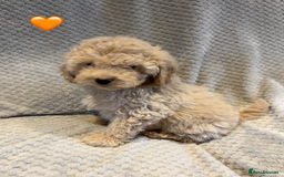 Cockapoo dogs for sale: Cockapoo Puppies (3/4 Toy Poodle/Cockapoo) - Image 9