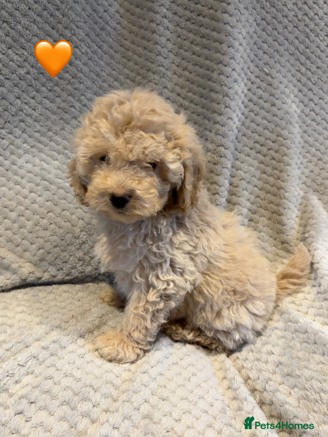 Cockapoo dogs for sale: Cockapoo Puppies (3/4 Toy Poodle/Cockapoo) - Image 9