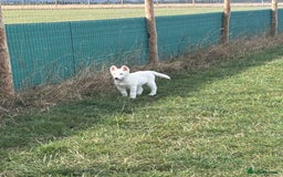 Utonagan dogs for sale: Last 2 Husky (Utonagon) Puppies - READY NOW - Image 19