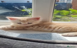 Maine Coon cats for sale: 2 Stunning Cream Pedigree Mainecoons Available  - Image 22