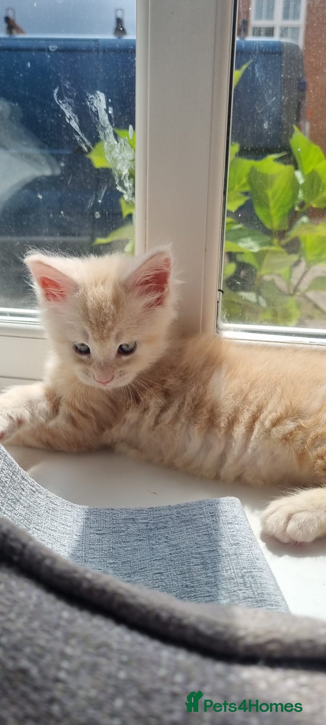 Maine Coon cats for sale: 2 Stunning Cream Pedigree Mainecoons Available  - Image 22