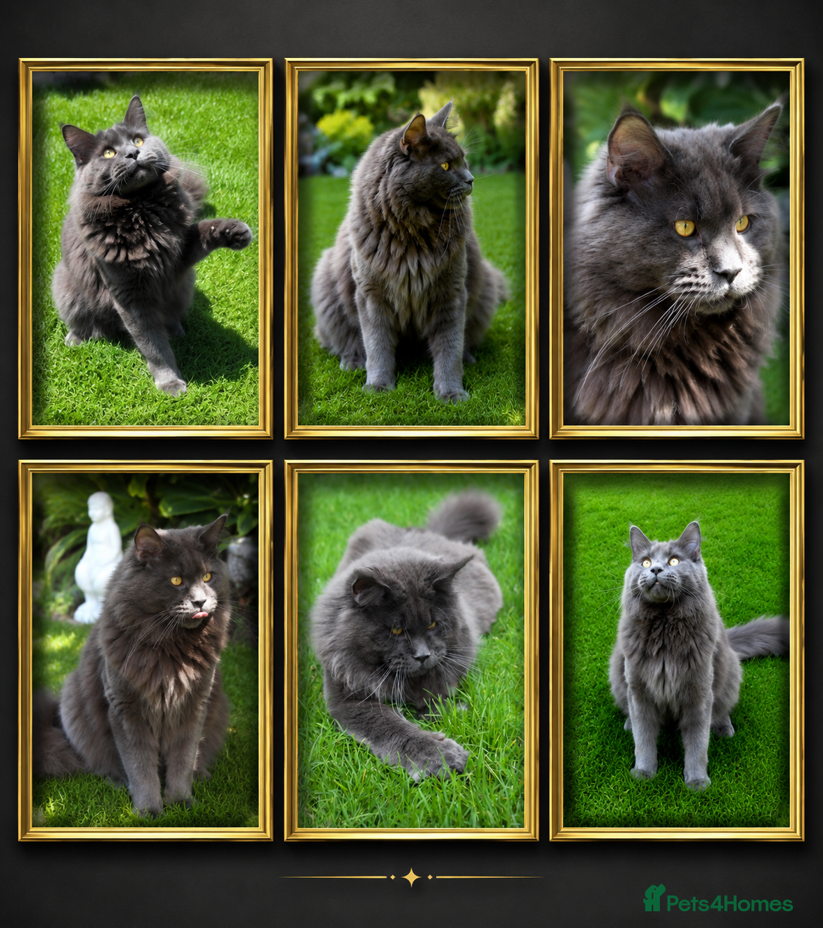 Maine Coon cats GCCF and TICA Maine Coon Stud  - Advert 1