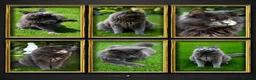 Maine Coon cats for stud: GCCF and TICA Maine Coon Stud  - Advert 1