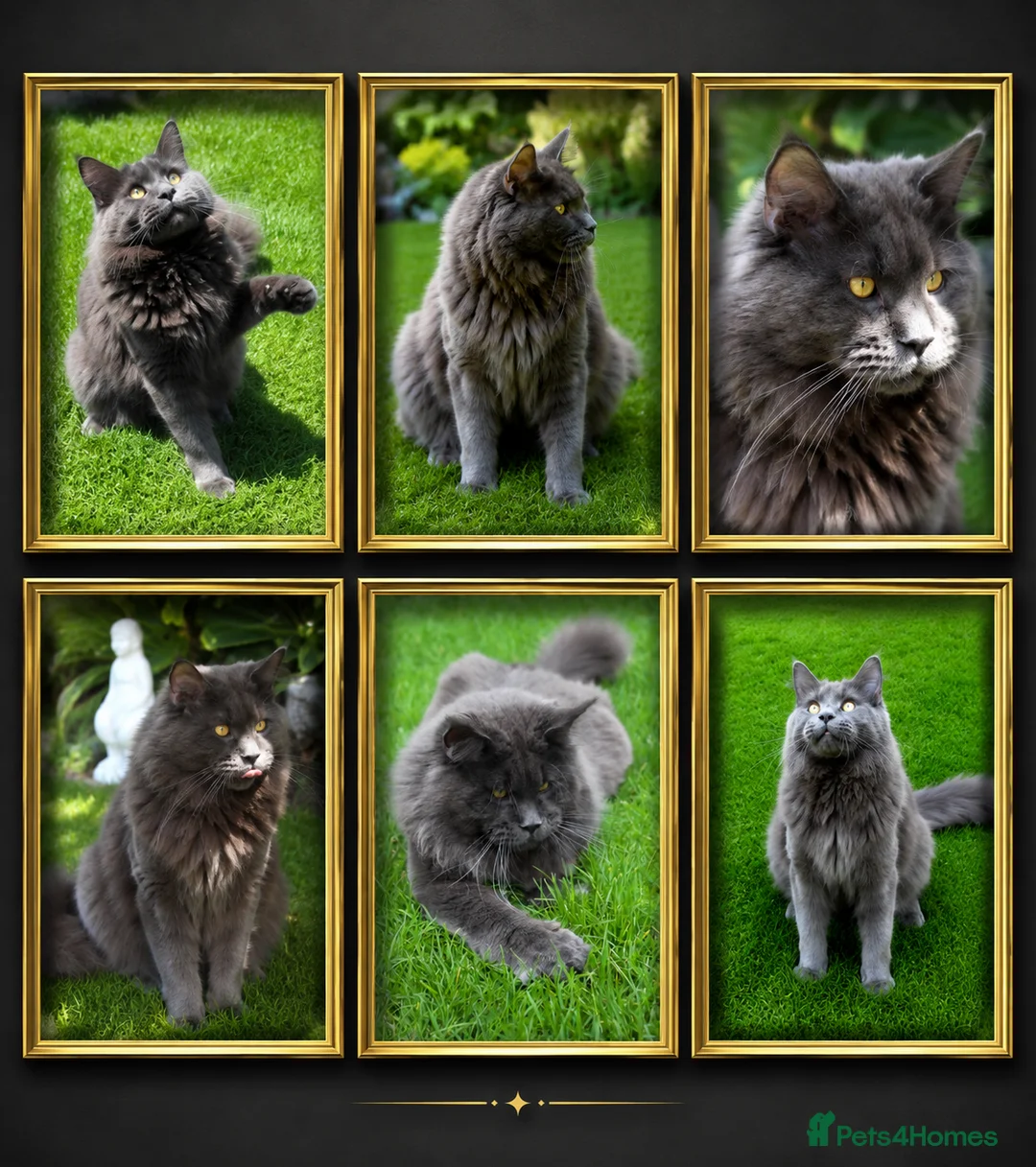 Maine Coon cats for stud: GCCF and TICA Maine Coon Stud  - Advert 1
