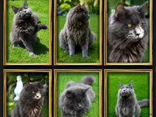 Maine Coon cats for stud: GCCF and TICA Maine Coon Stud - Advert 2