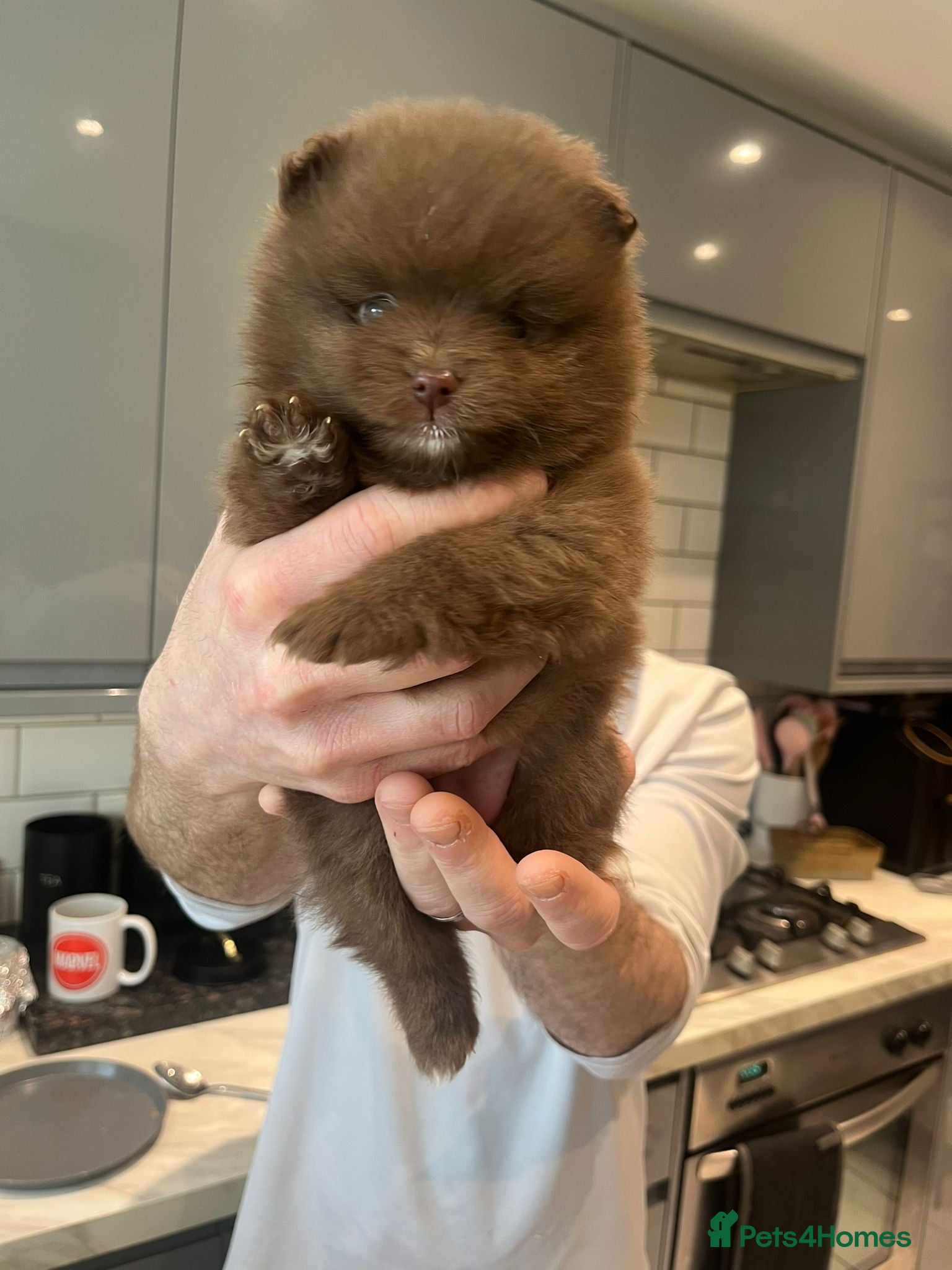Pomeranian dogs Pups ready to leave chip and first jab done  - Advert 7