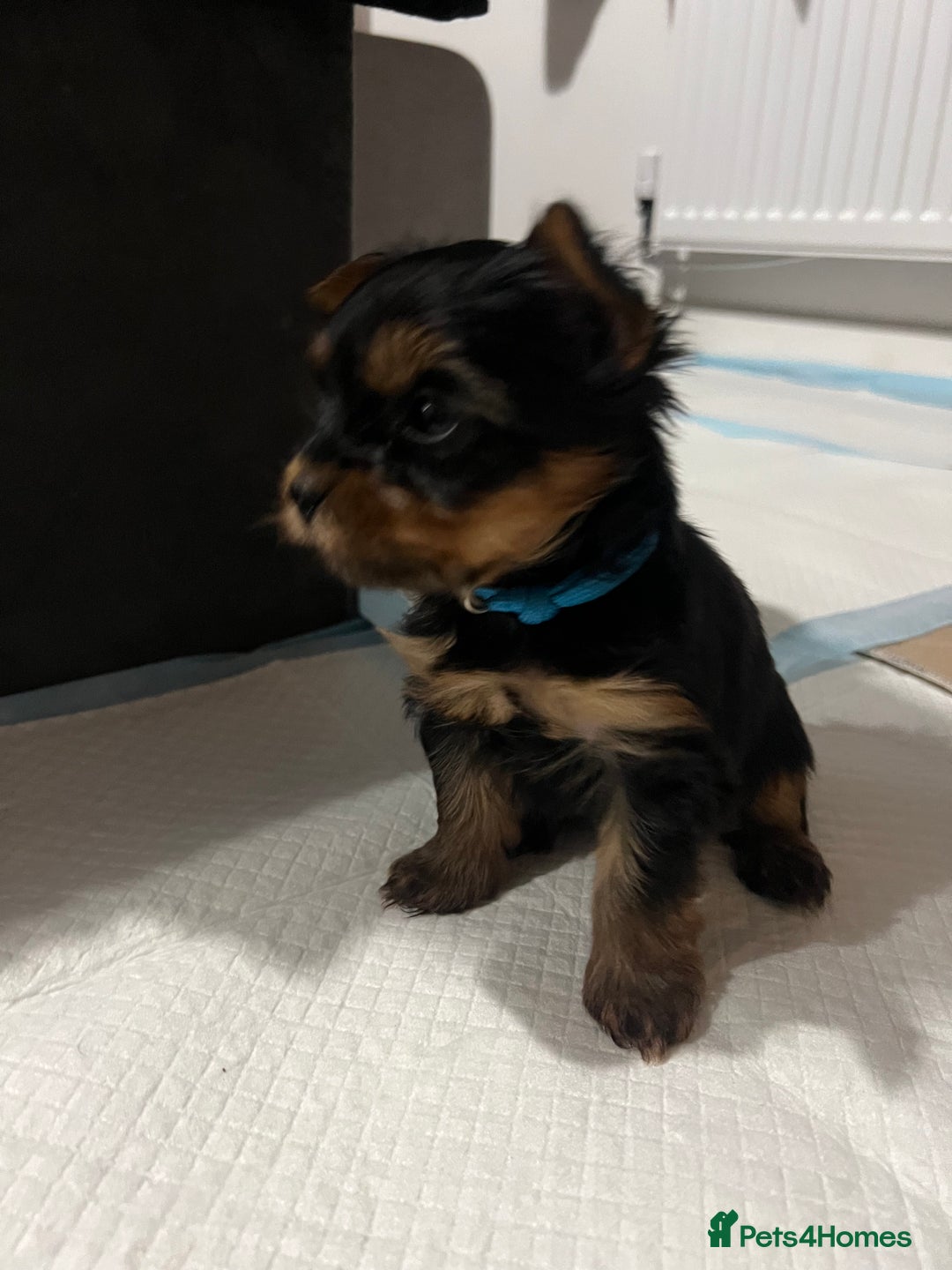 Yorkshire Terrier dogs for sale: 4 little pure breed Yorkshire terrier puppies  - Advert 3