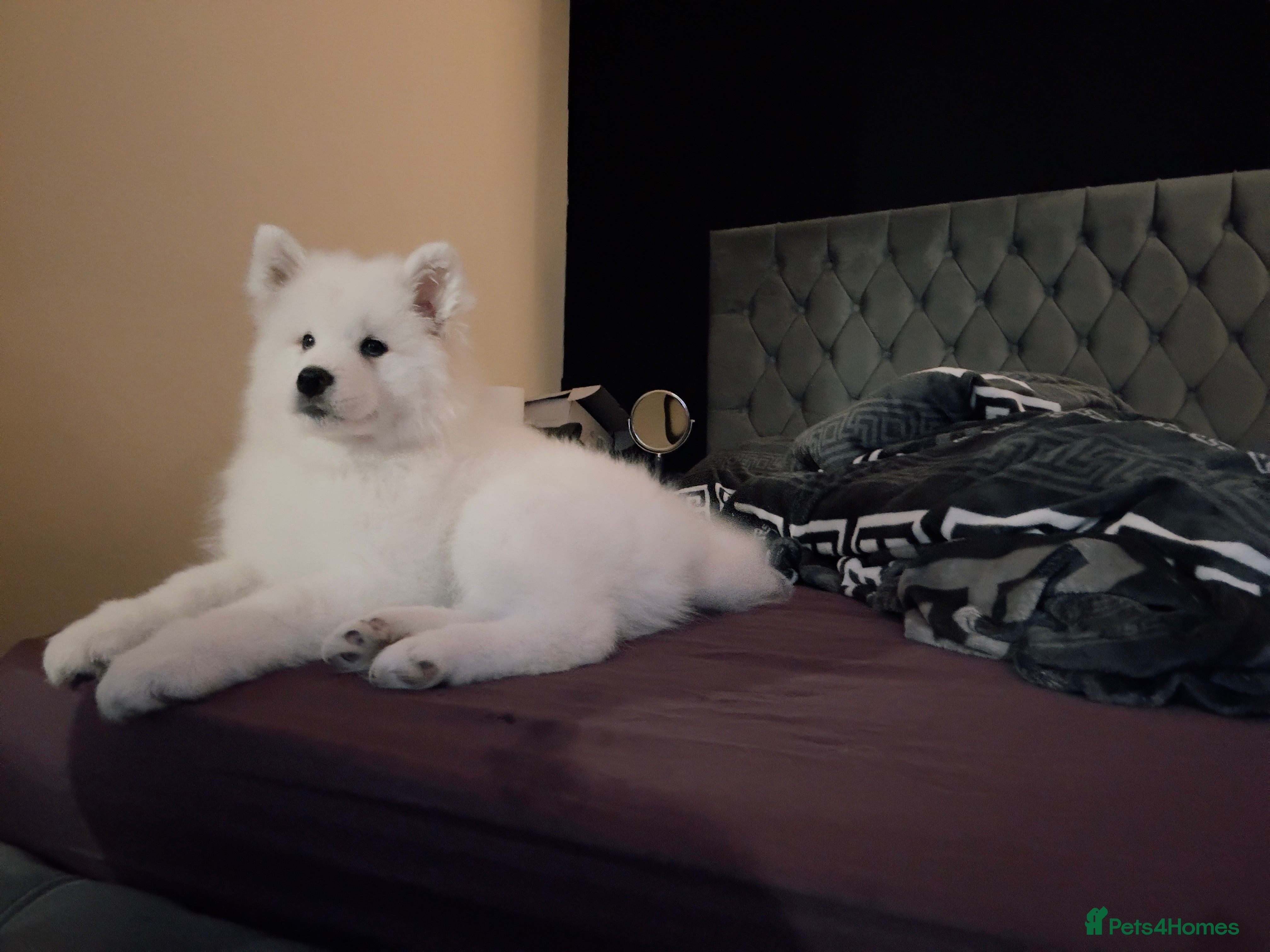 Samoyed dogs Samoyed Only One Girl Left!!! Trained to Toilet - Advert 11