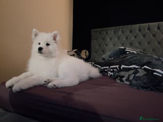 Samoyed dogs Samoyed Only One Girl Left!!! Trained to Toilet - Advert 11