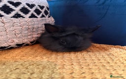 Lionhead rabbits for sale: Lionhead Babies for Sale  - Image 4