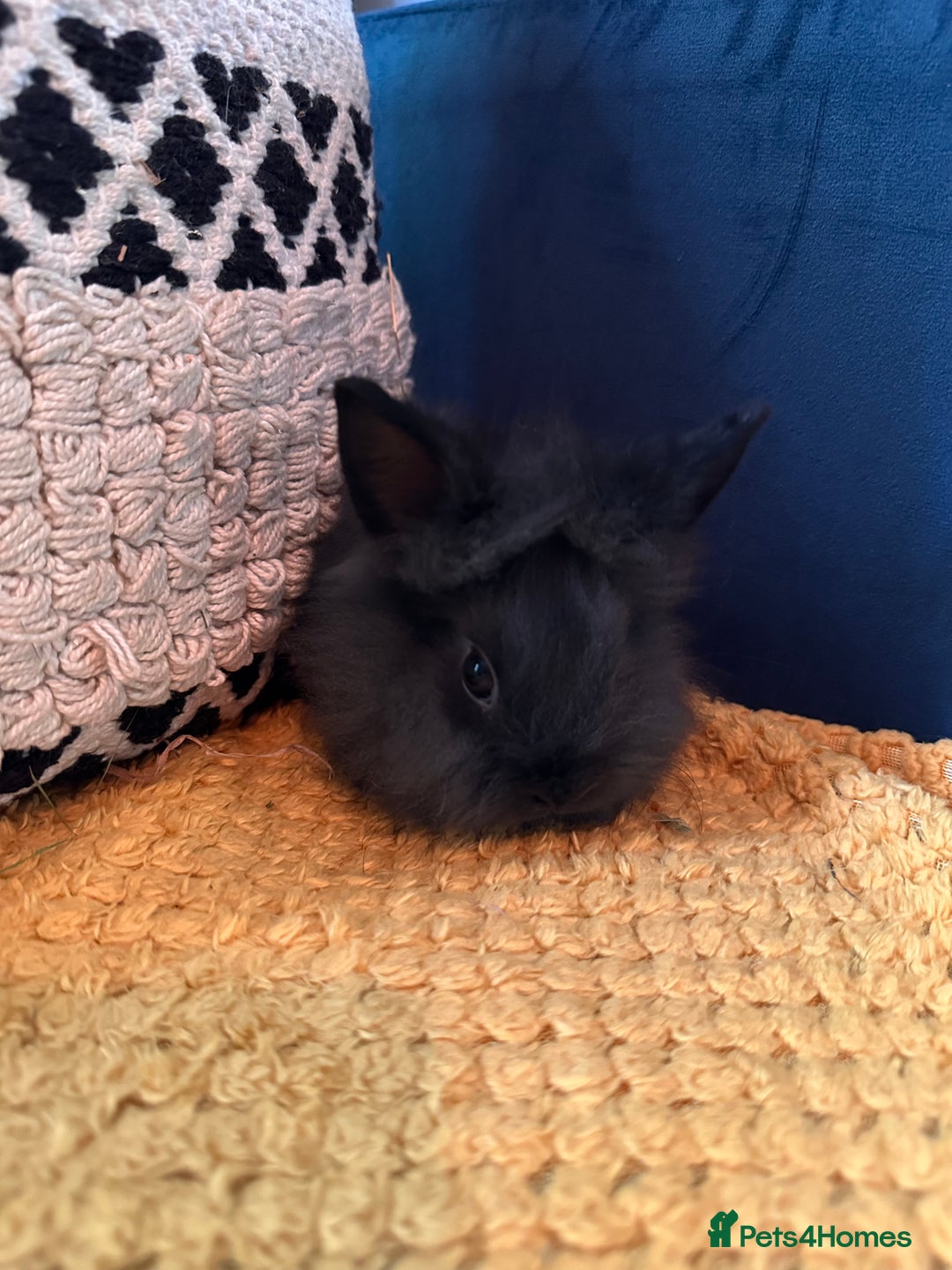 Lionhead rabbits for sale: Lionhead Babies for Sale  - Image 4