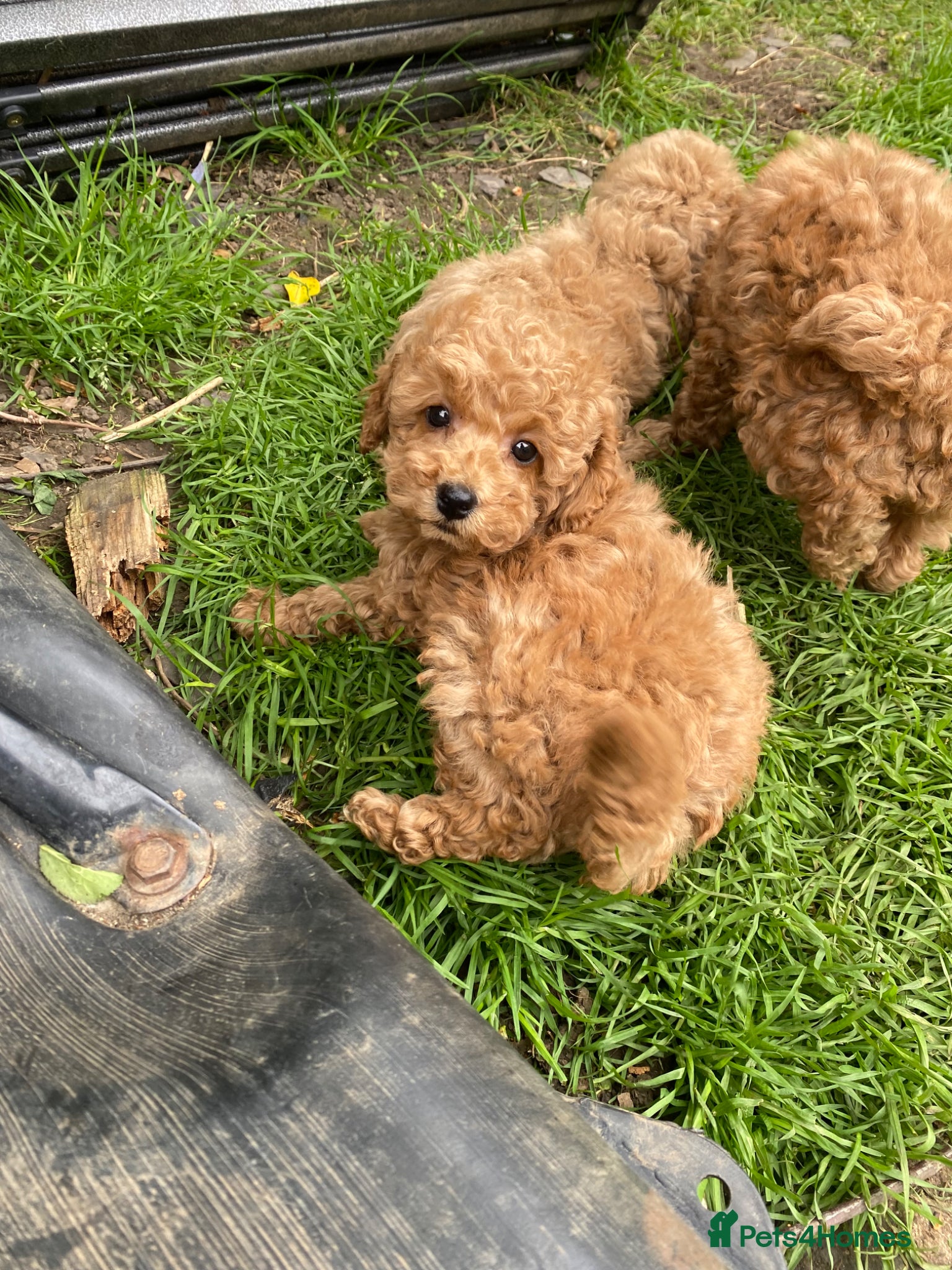 Toy Poodle dogs Toy Poodles KC Registered Ready now - Advert 2