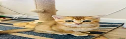 Scottish Fold cats for sale: BEAUTIFUL KITTENS LOOKING FOR THEIR FOREVER HOMES! - Advert 5