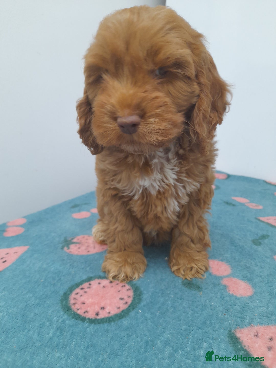 Cockapoo dogs for sale: Beautiful cockapoo puppies ready now - Advert 8