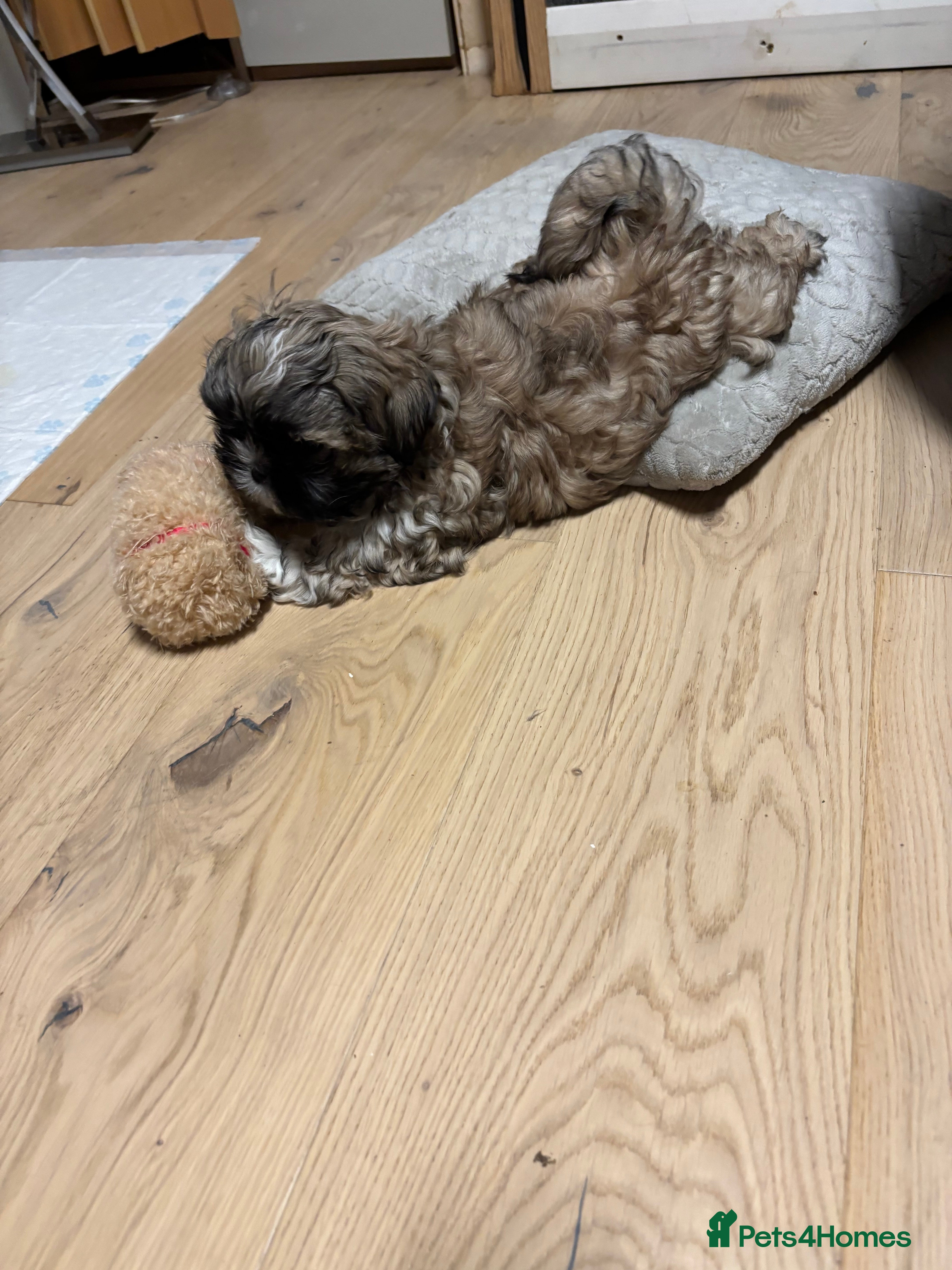 Shih Tzu dogs 💖 Imperial Shih Tzu only -1 boy left - Advert 4