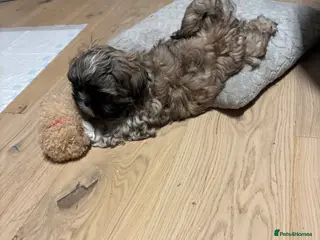 Shih Tzu dogs 💖 Imperial Shih Tzu only -1 boy left - Advert 4