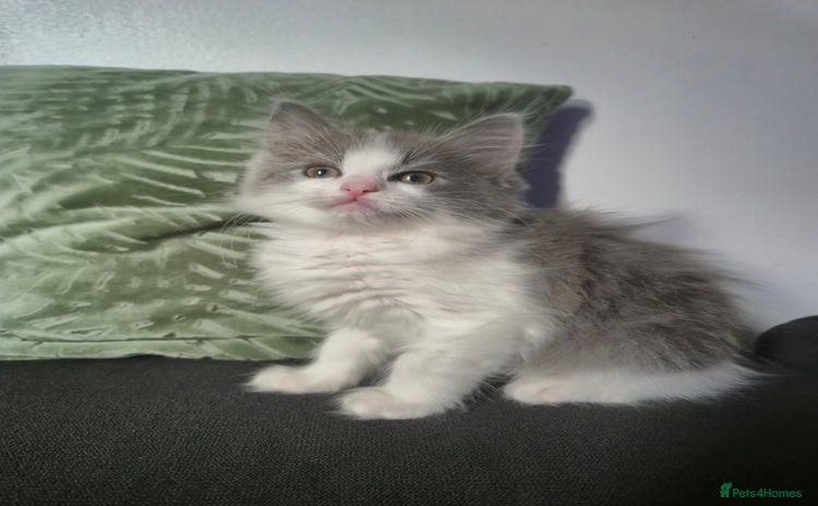 Mixed Breed cats - Advert 2