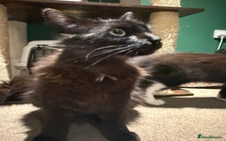 Mixed Breed cats for sale: ******s, looking for a new home  - Image 2
