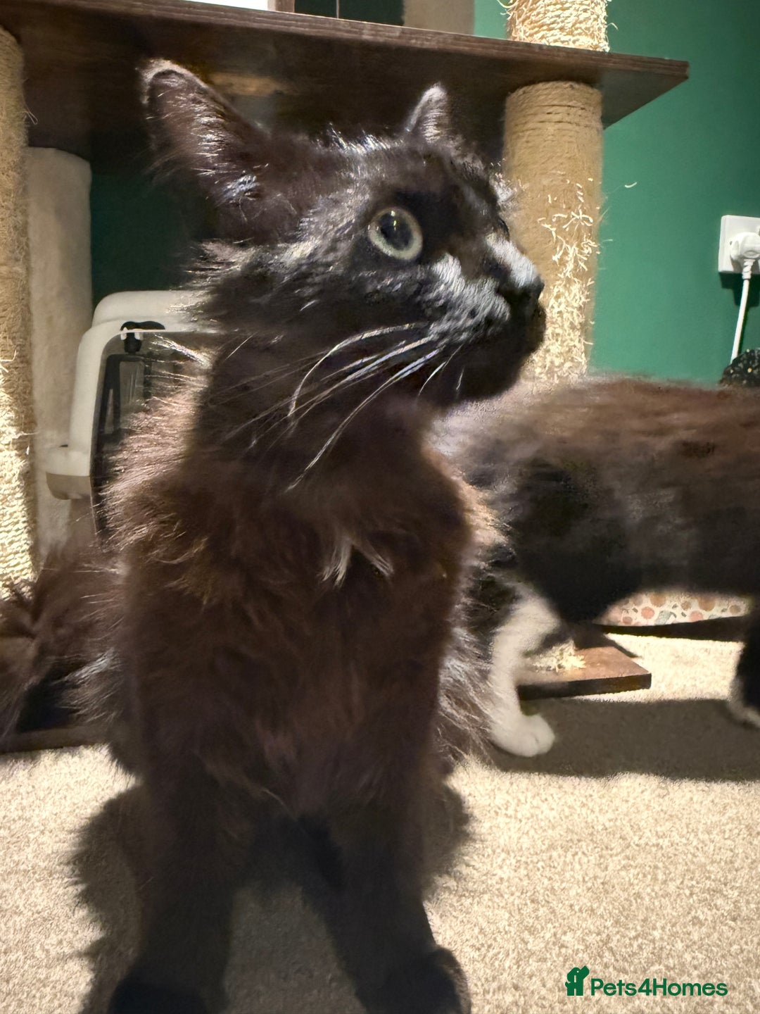 Mixed Breed cats for sale: ******s, looking for a new home  - Image 2
