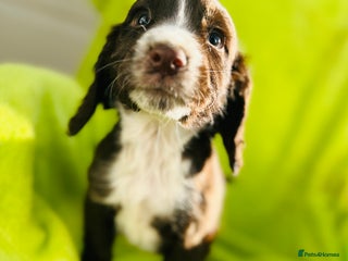 Cocker Spaniel dogs - Advert 3