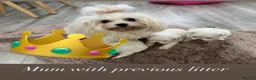 Maltese dogs for sale: Adorable KC Maltese puppies  - Advert 16