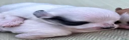 Chihuahua dogs for sale: Chihuahua merle puppies - Advert 8