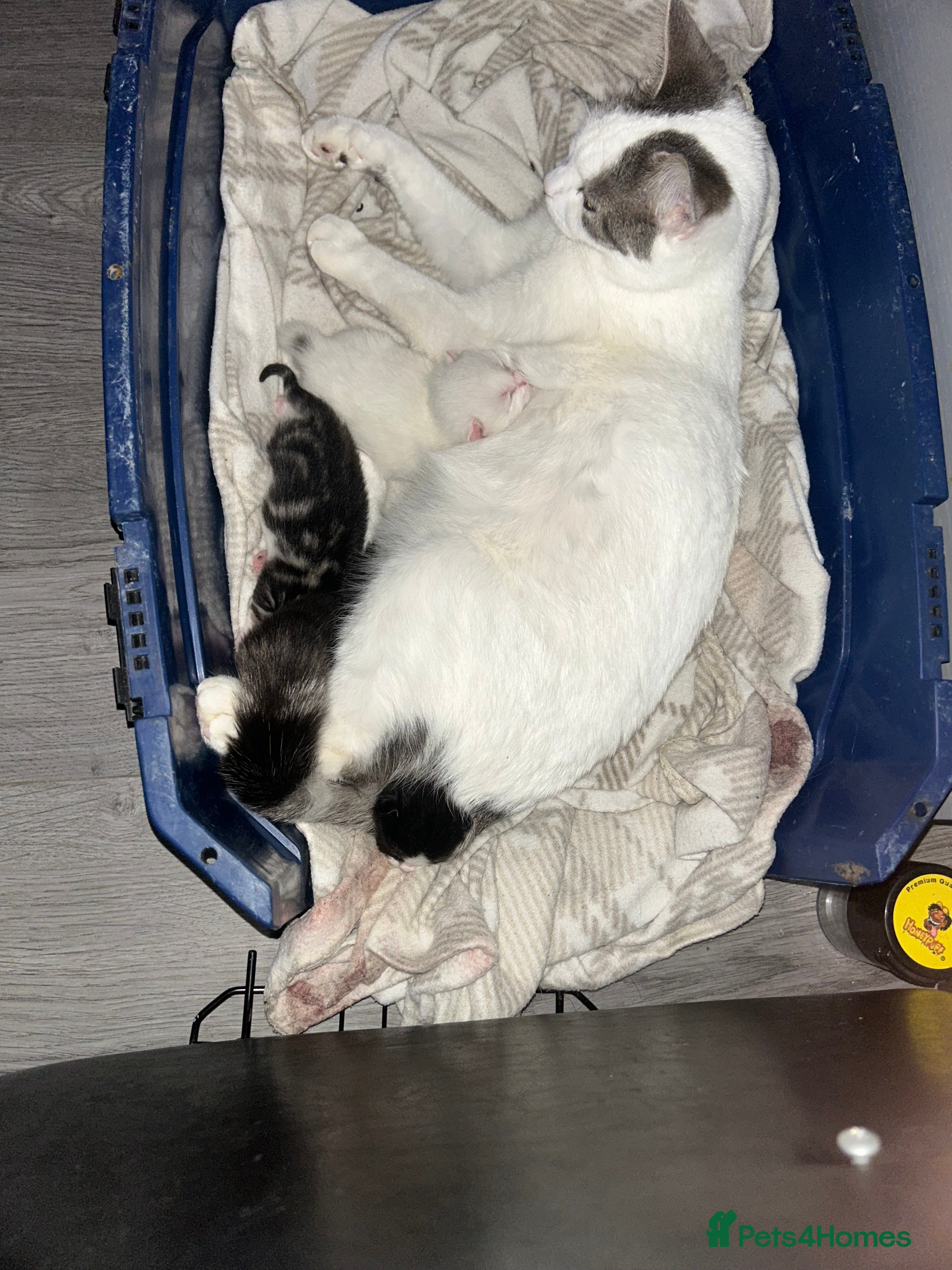 Mixed Breed cats Kittens  - Advert 1