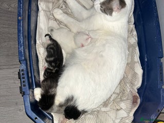 Mixed Breed cats Kittens - Advert 1