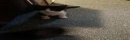 Mixed Breed cats for sale: 4 females availble in Bristol - Advert 5