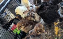 Chickens poultry for sale: Bantam chicks looking for a home  - Image 3