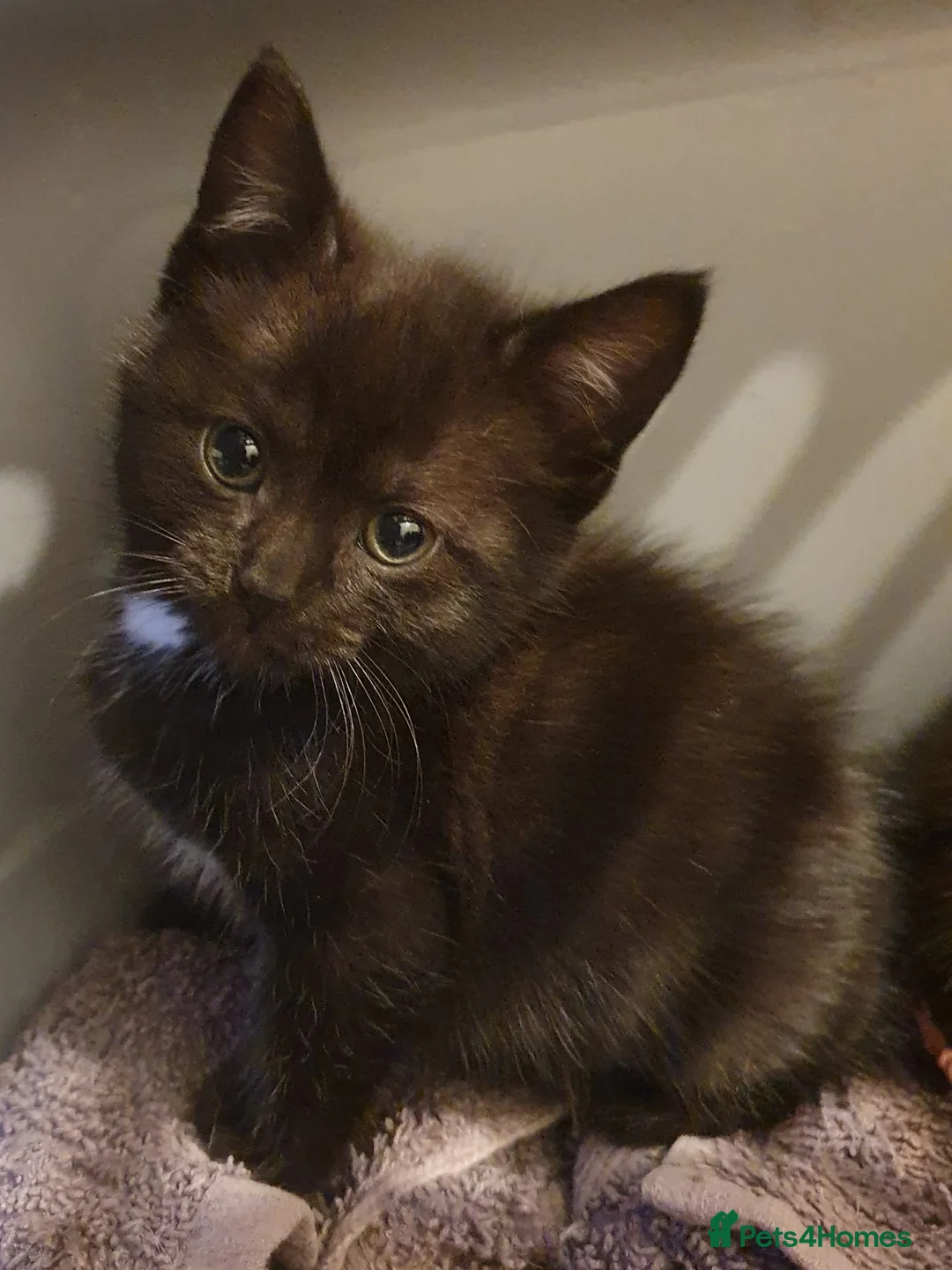 Domestic Shorthair cats for sale: Kittens in Chelmsford - Advert 2