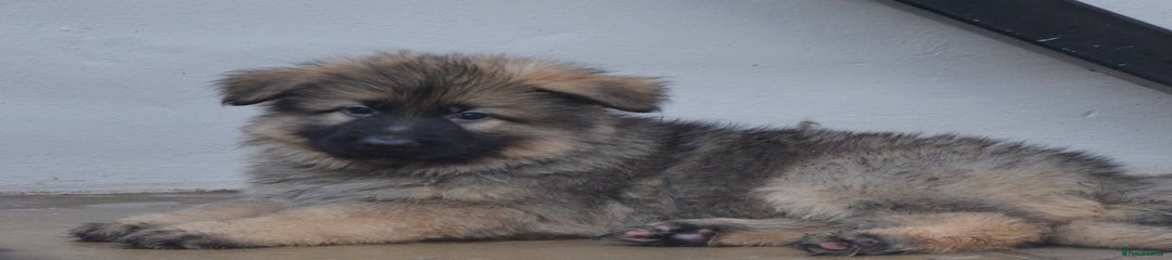 German Shepherd Puppy 5