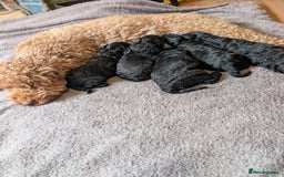 Maltipoo dogs for sale: 5 puppies  - Image 1