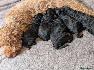 Maltipoo dogs - Advert 6