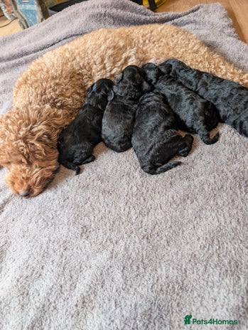 Maltipoo dogs - Advert 4