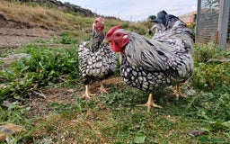 Chickens poultry for sale: Silver laced wynadotte breeding pair - Image 1