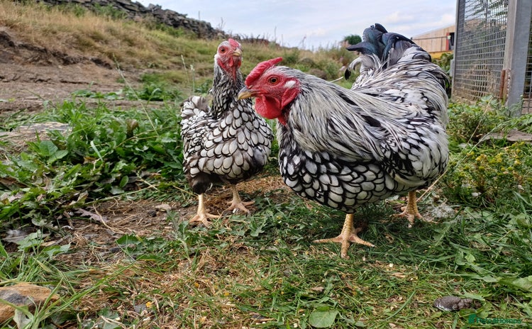 Chickens poultry - Advert 13